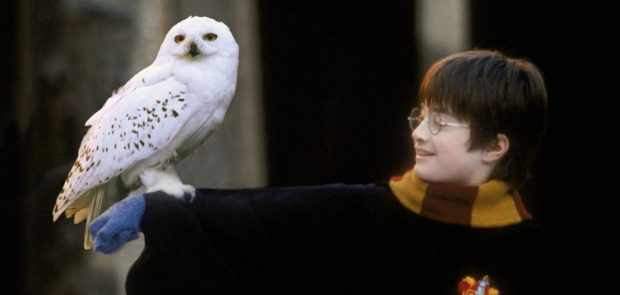 harry-potter-hedwig